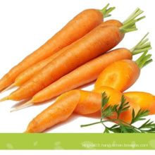 Wholesale sell fresh lowest carrot